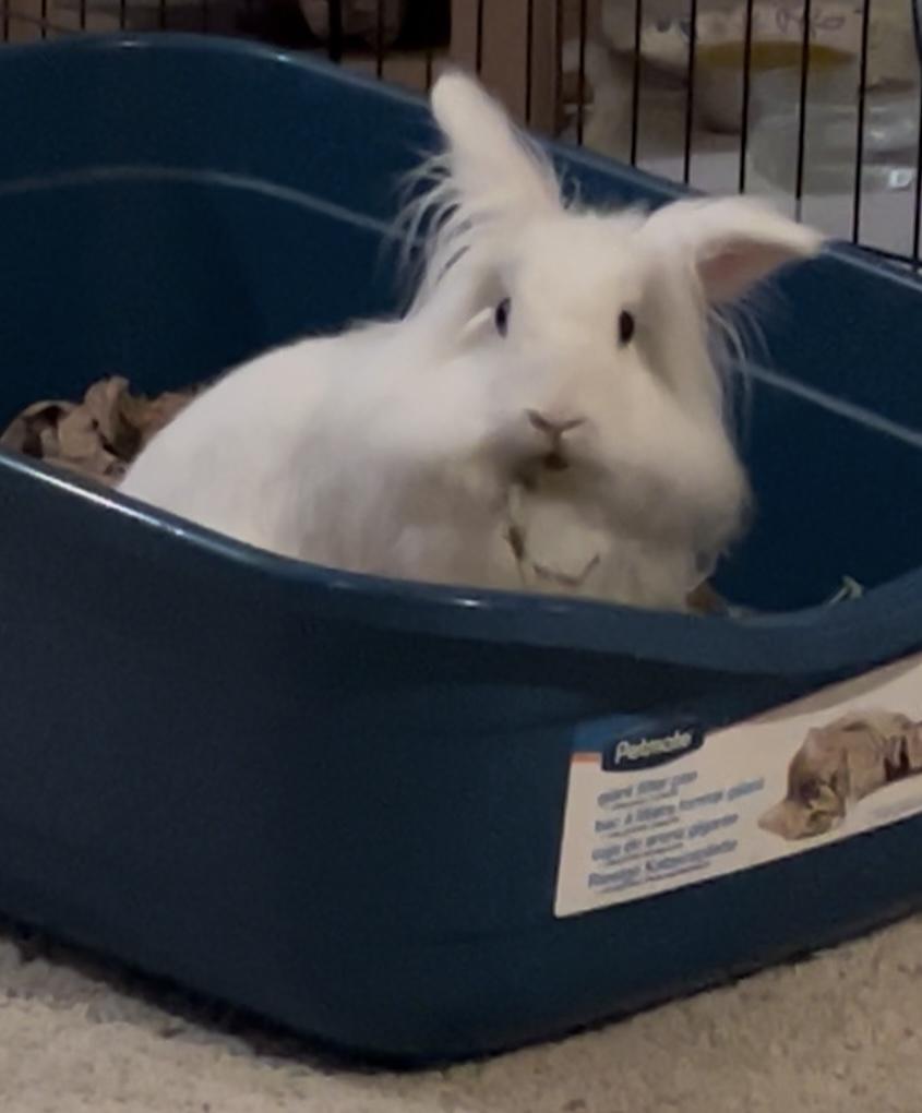 Enlarge Apple, a Adoptable Lionhead in Laurens, SC image 4/6