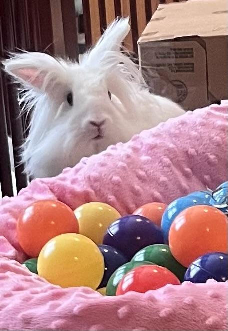 Enlarge Apple, a Adoptable Lionhead in Laurens, SC image 5/6