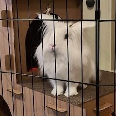Apple, Adoptable, Adult Male Lionhead.