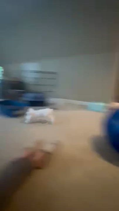 Enlarge Apple, a Adoptable Lionhead in Laurens, SC video 6/6