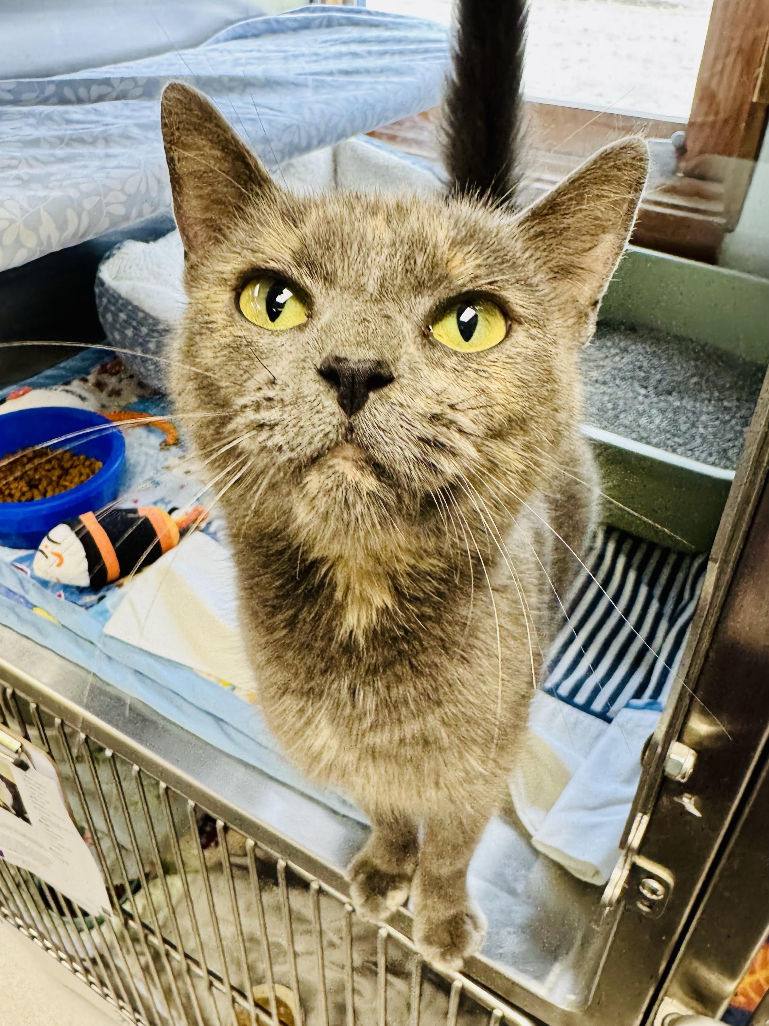 Enlarge Mrs. Rogers, a Adopted Domestic Short Hair in Midland, MI image 2/4