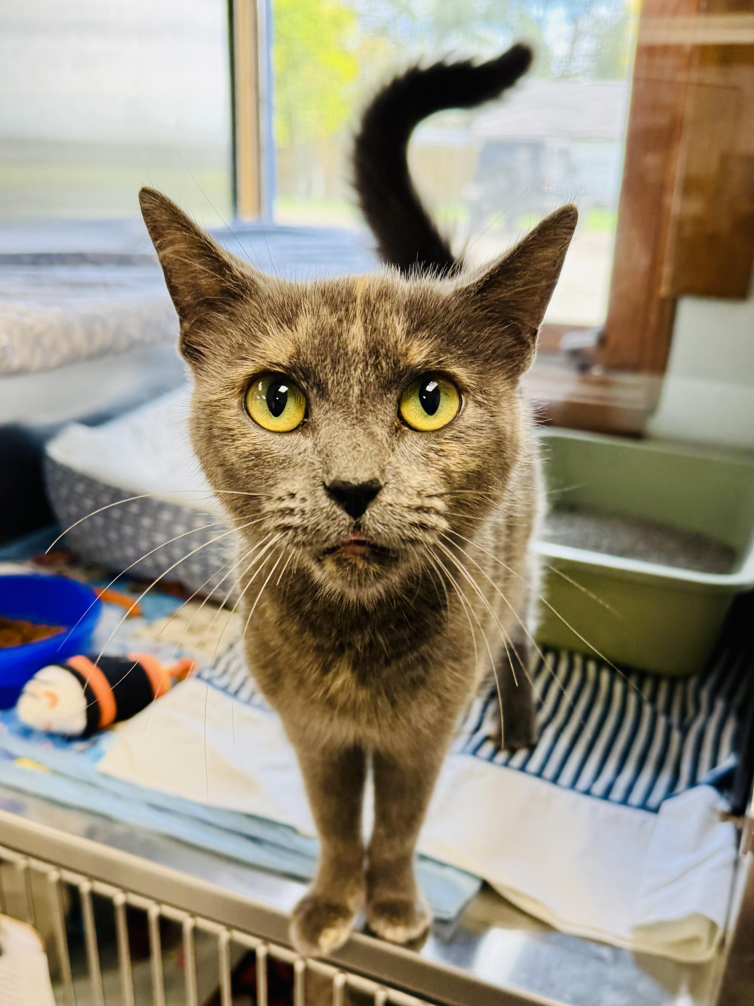 Enlarge Mrs. Rogers, a Adopted Domestic Short Hair in Midland, MI image 1/4