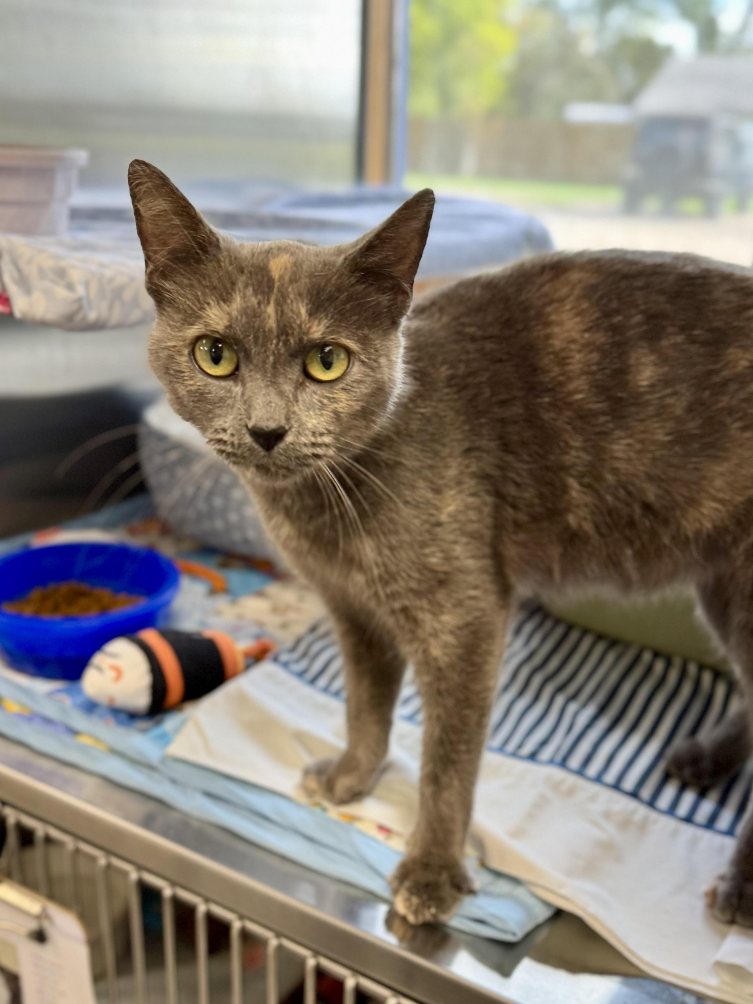 Enlarge Mrs. Rogers, a Adopted Domestic Short Hair in Midland, MI image 4/4