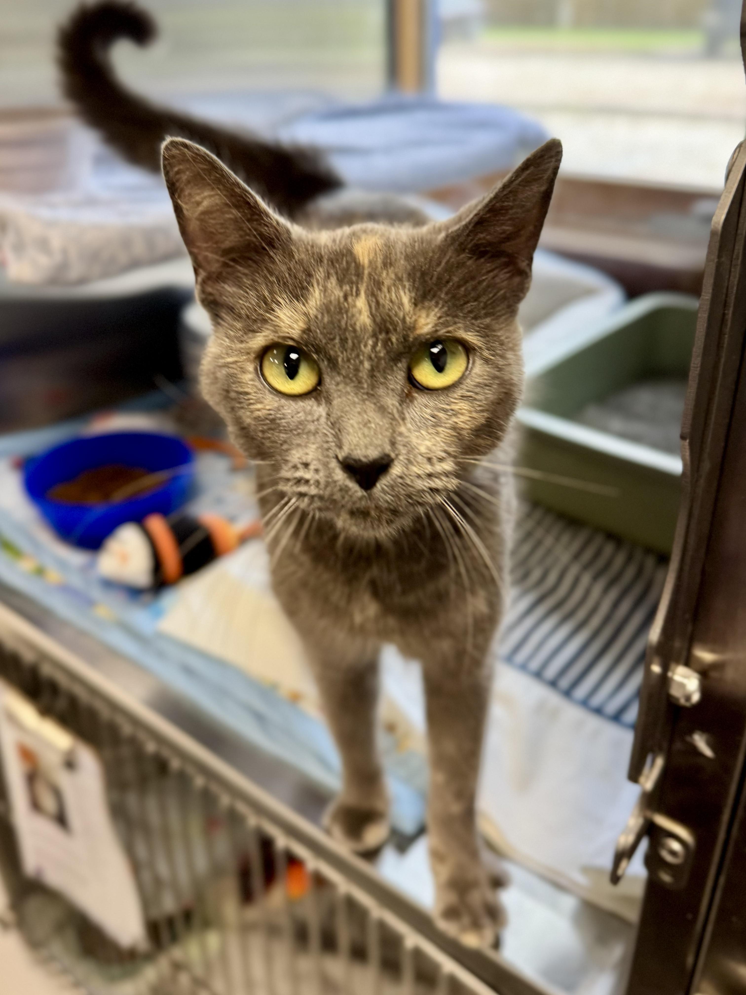 Enlarge Mrs. Rogers, a Adopted Domestic Short Hair in Midland, MI image 3/4