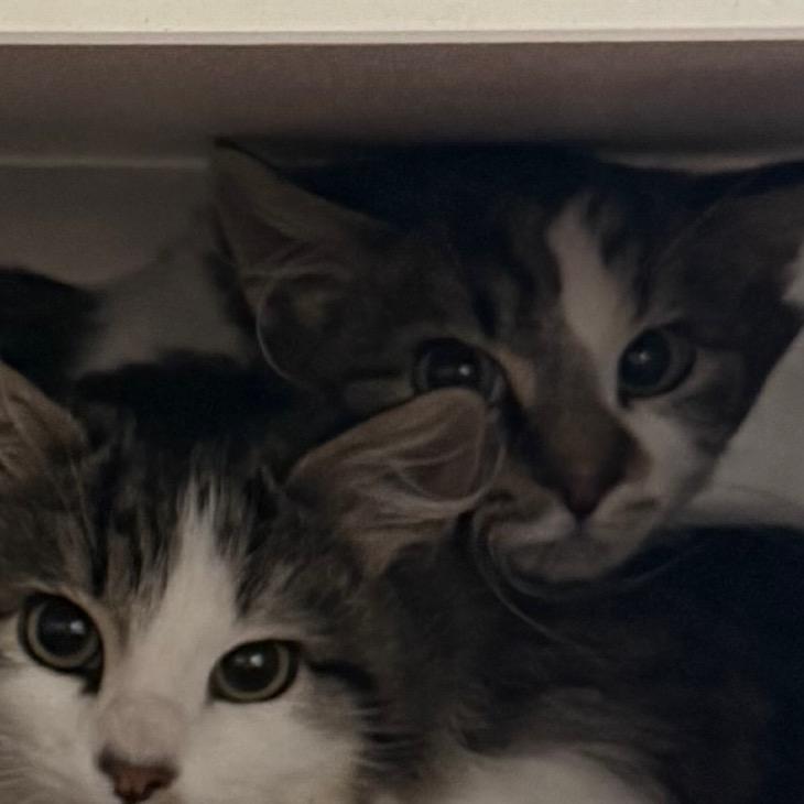 Enlarge Ham, a Adoptable Domestic Medium Hair in Cedaredge, CO image 1/2