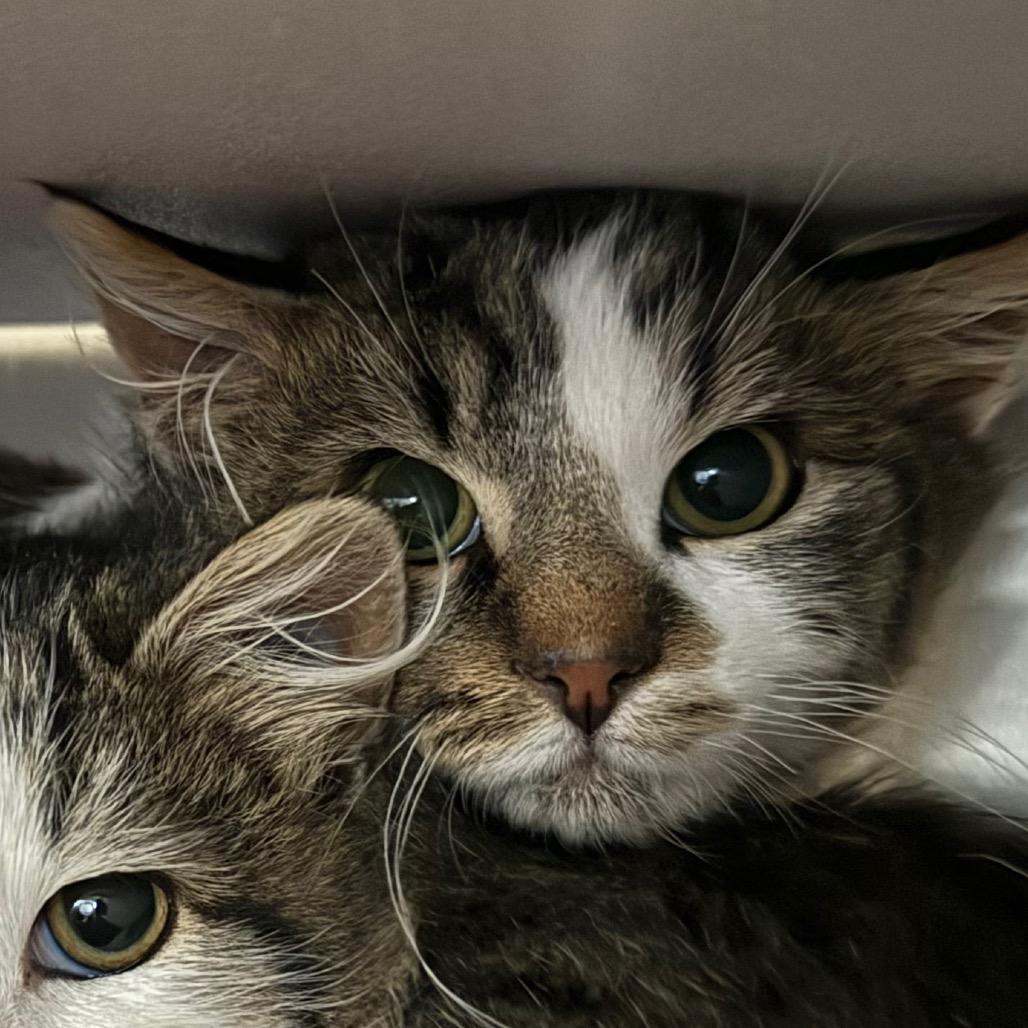 Enlarge Ham, a Adoptable Domestic Medium Hair in Cedaredge, CO image 2/2