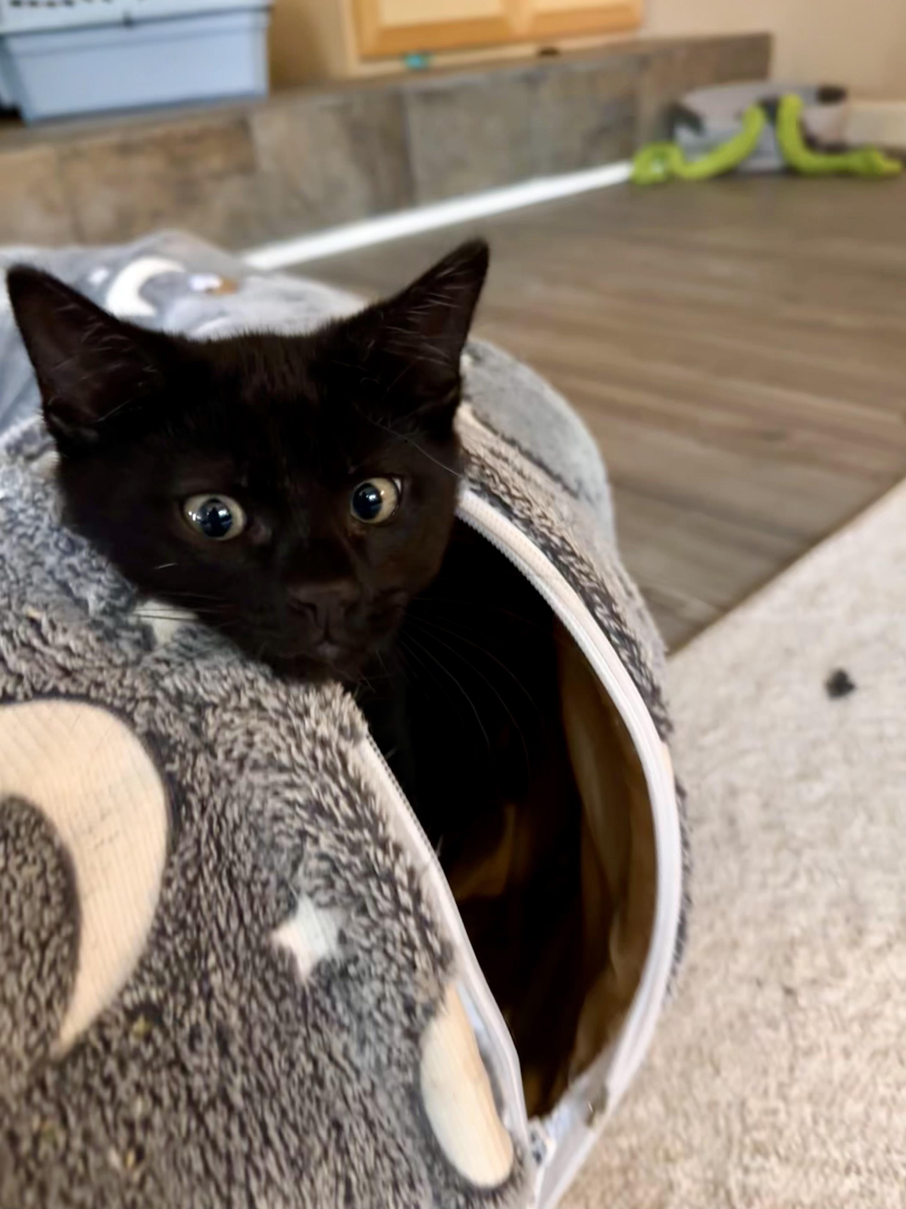 Enlarge Miney, an adoptable mixed breed in Woodinville, WA image 6/6