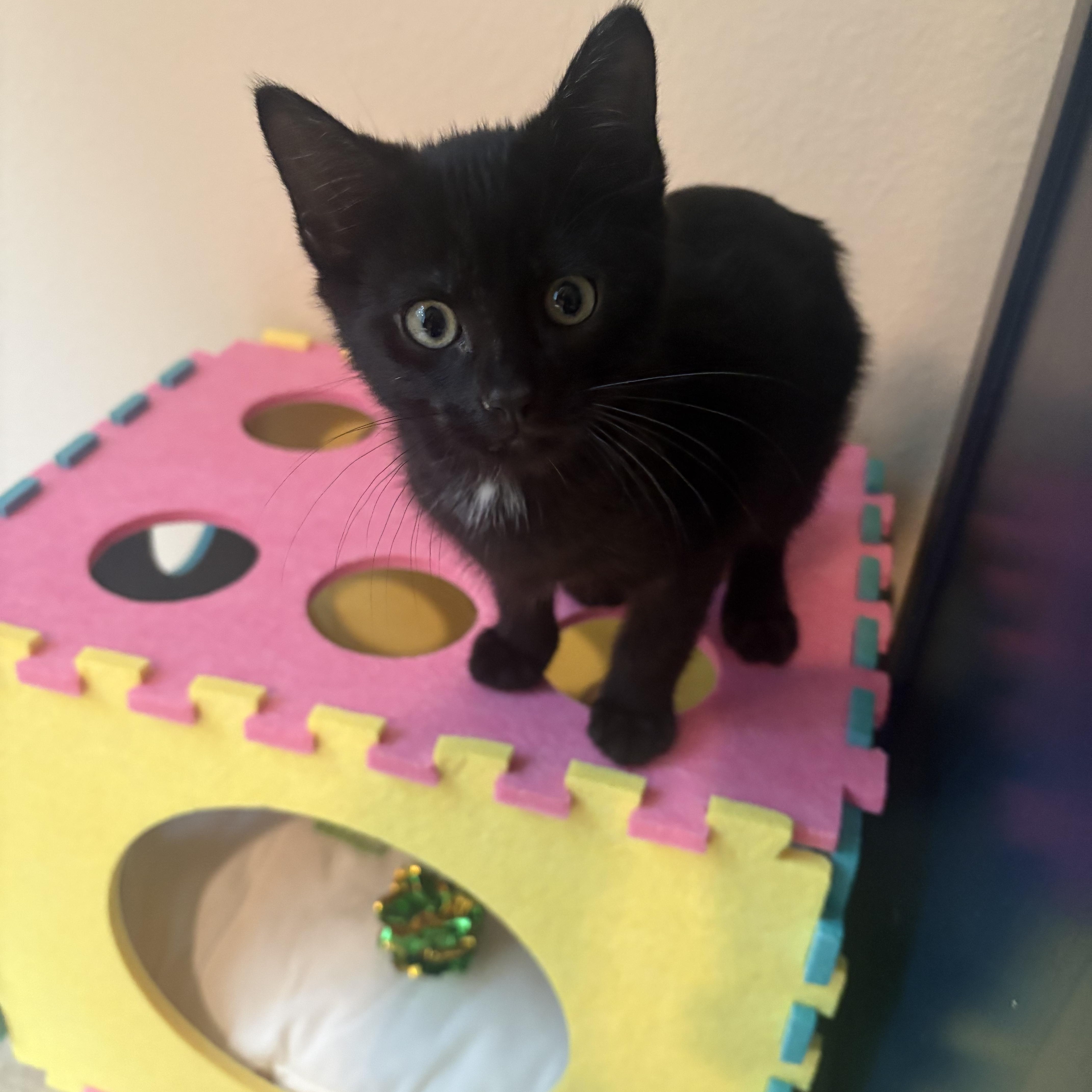 Enlarge Miney, an adoptable mixed breed in Woodinville, WA image 3/6