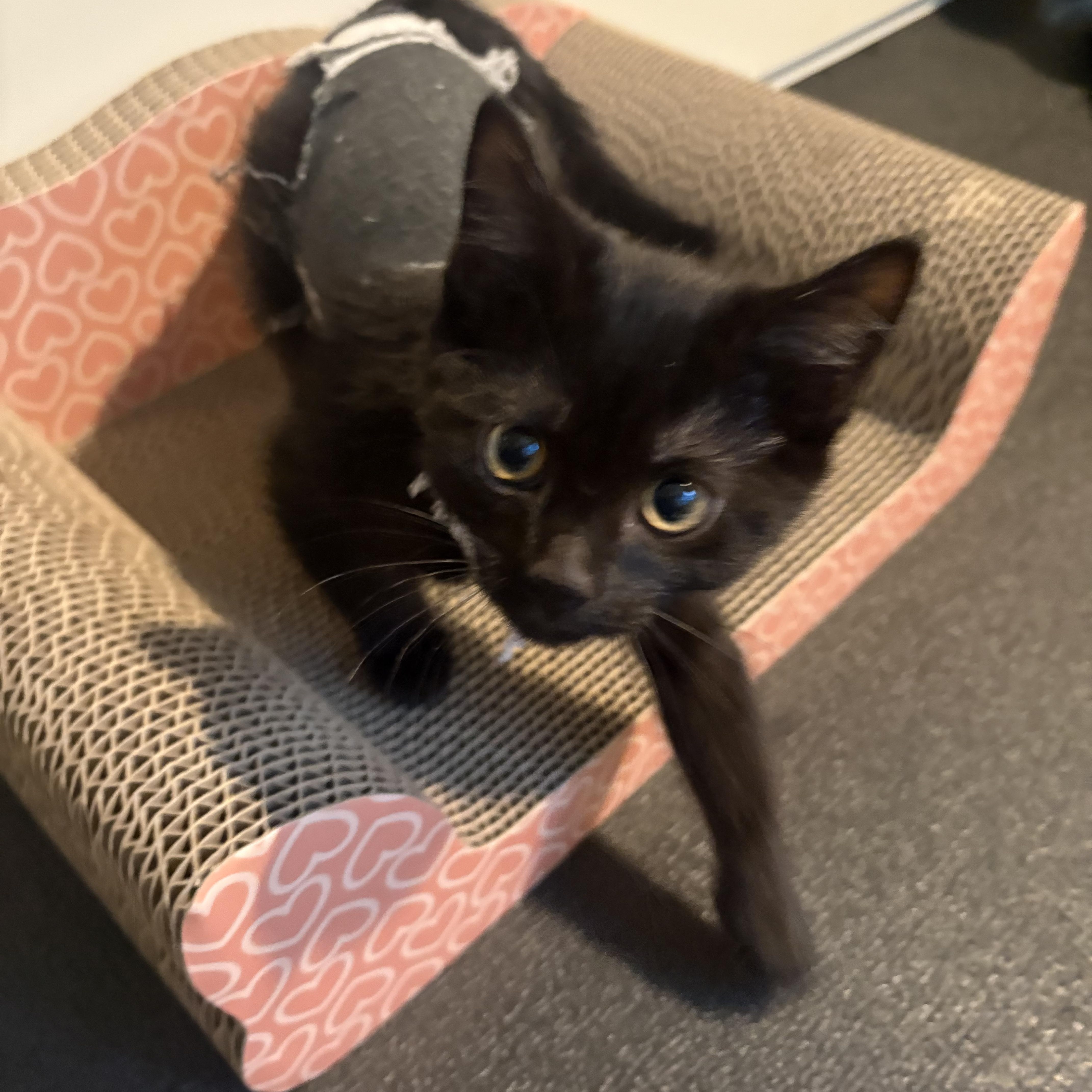 Enlarge Miney, an adoptable mixed breed in Woodinville, WA image 5/6