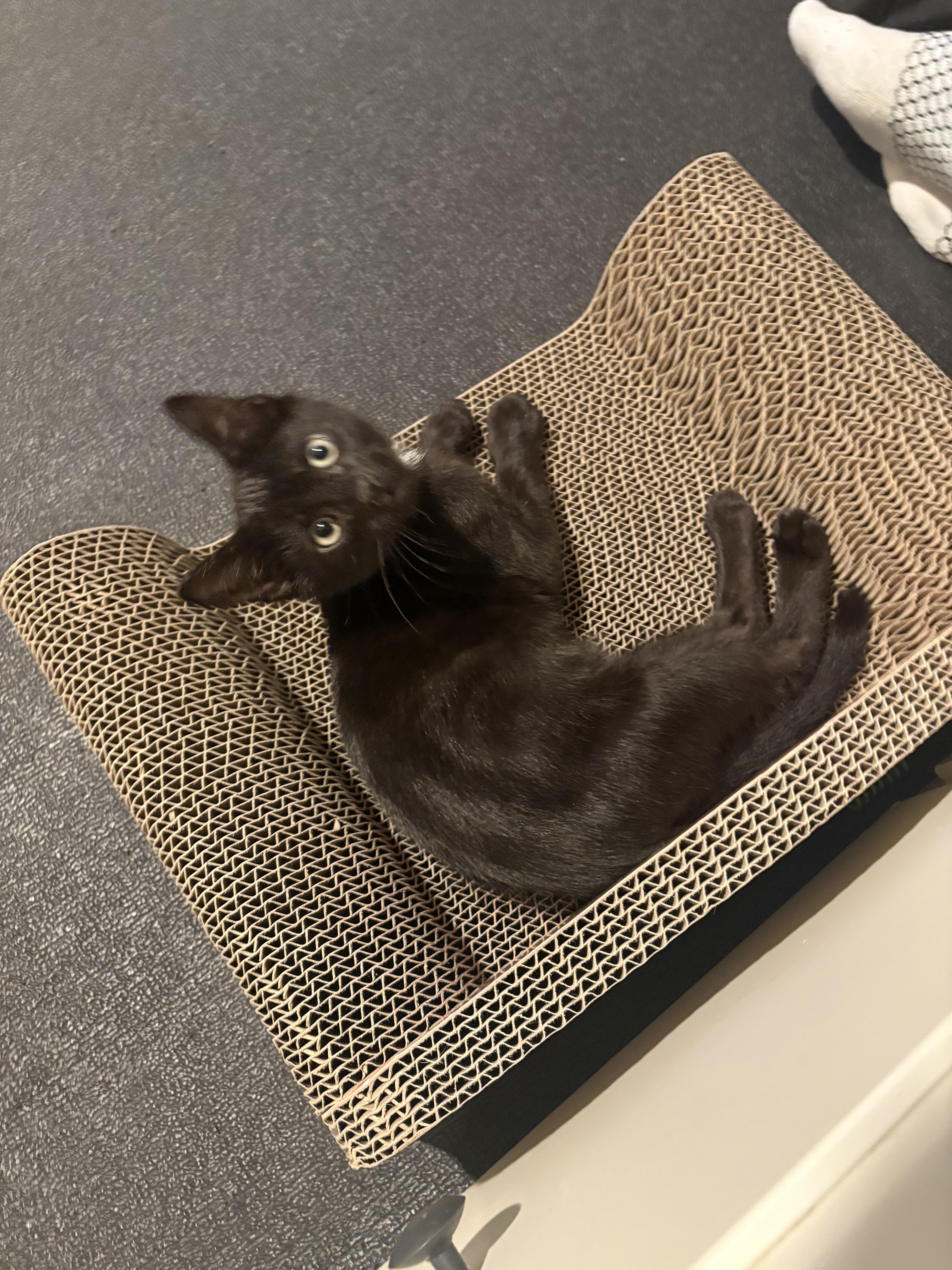 Enlarge Miney, an adoptable mixed breed in Woodinville, WA image 4/6