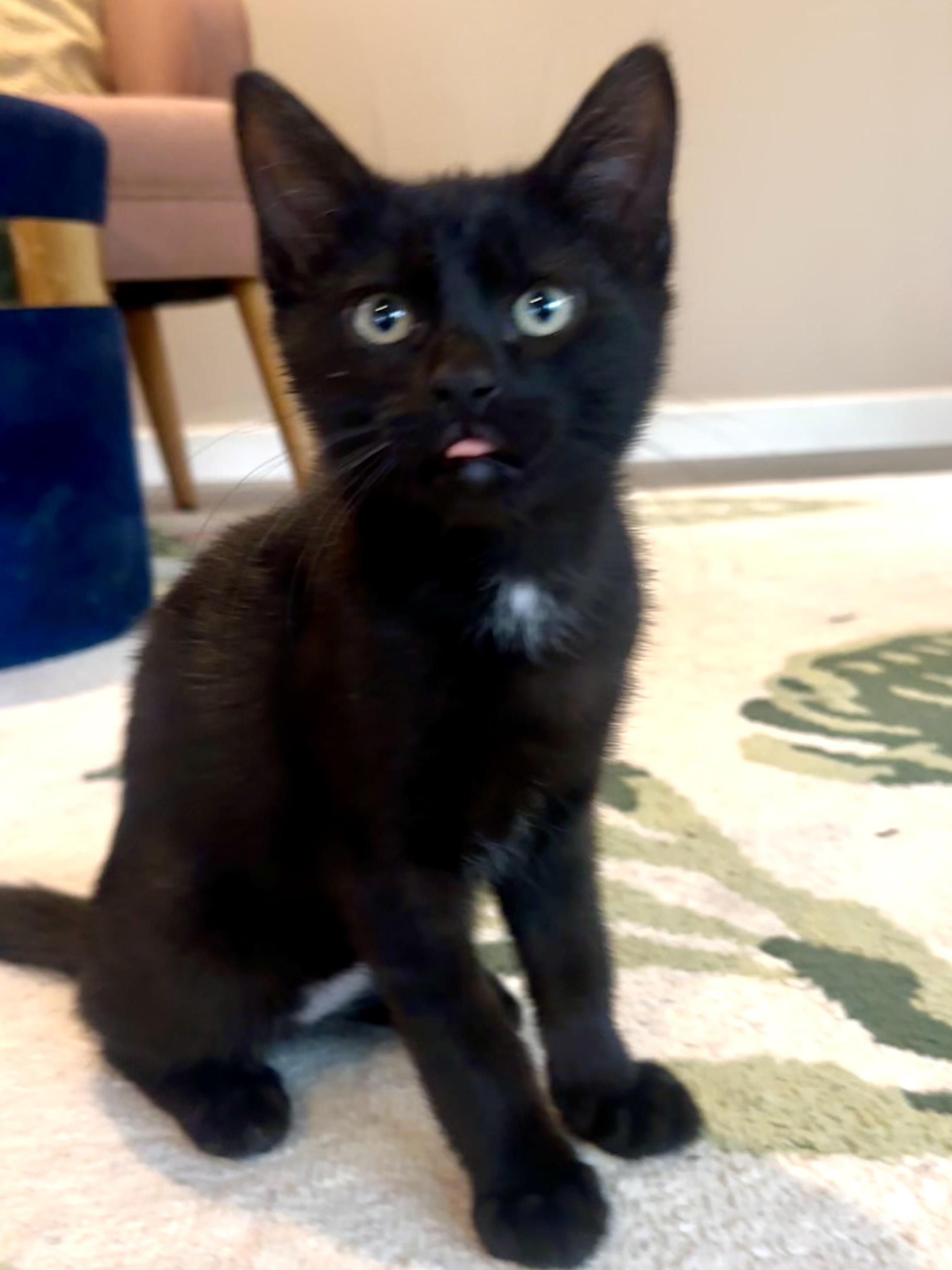 Miney, adoptable, Kitten Male Bombay & Domestic Short Hair.