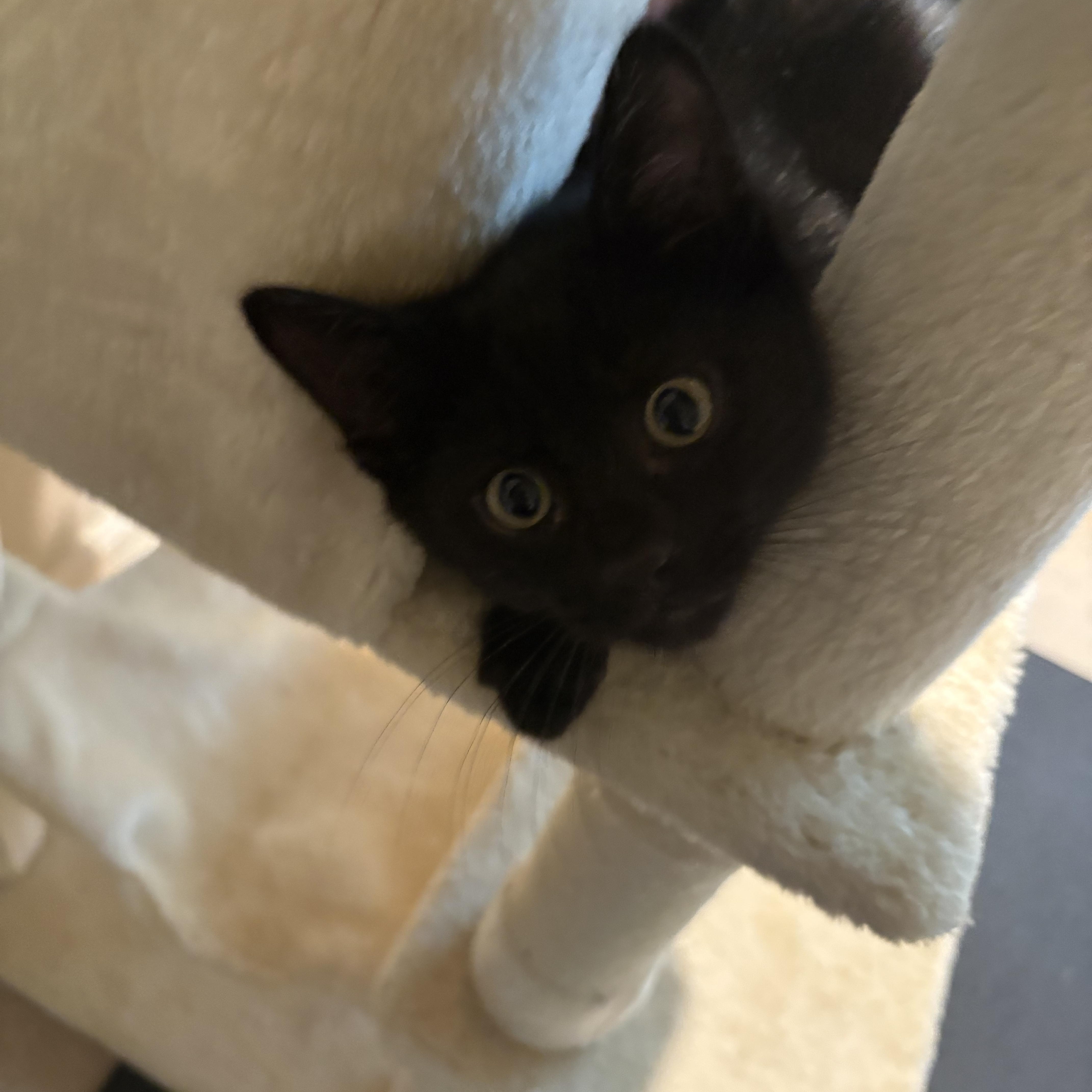 Enlarge Miney, an adoptable mixed breed in Woodinville, WA image 2/6