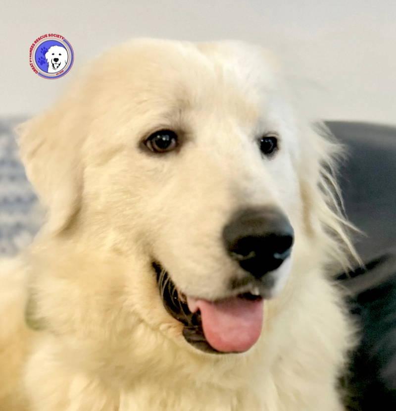 Posie — thumbnail 4