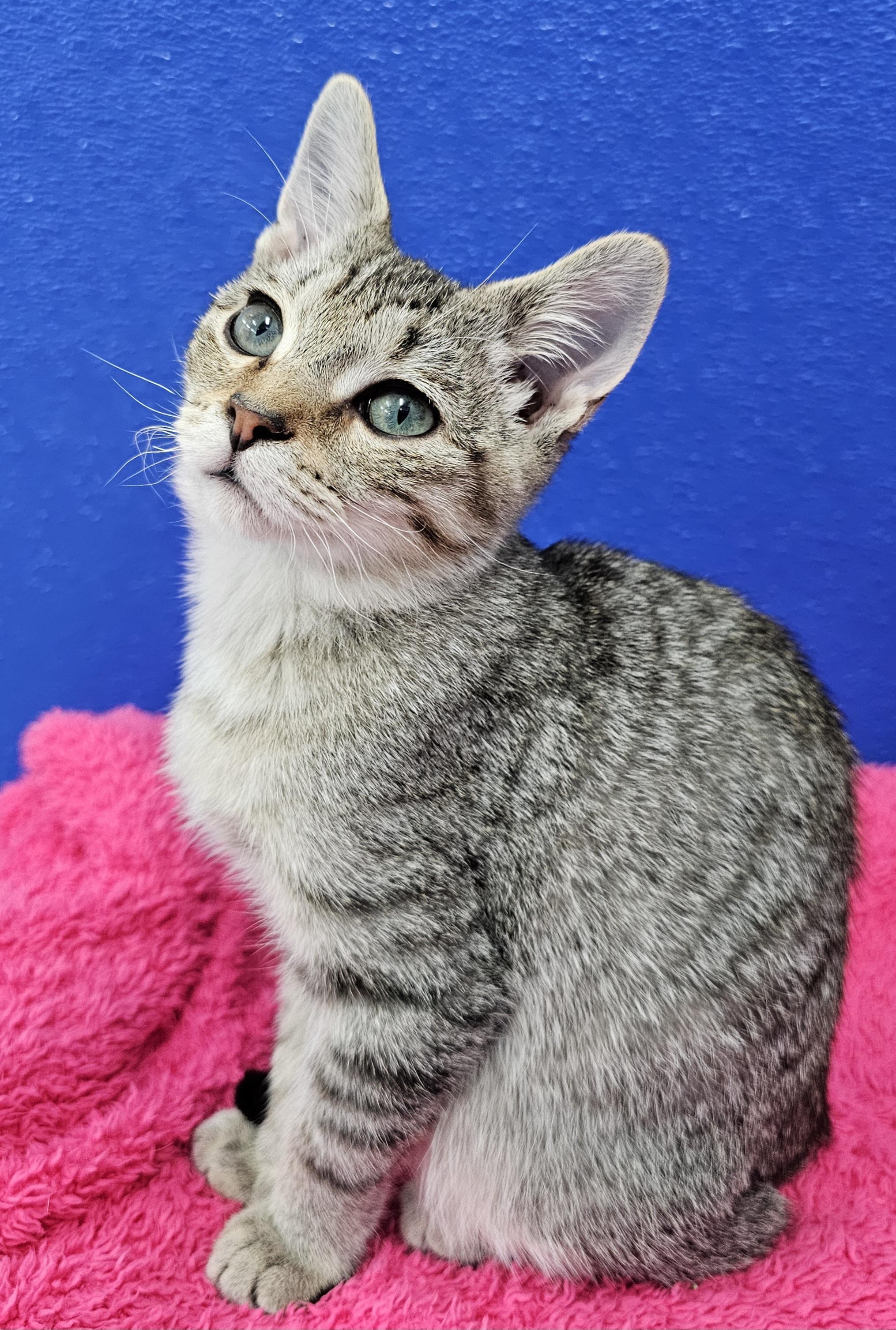 Enlarge Timmy, a Adoptable Domestic Short Hair in Dunkirk, NY image 6/6