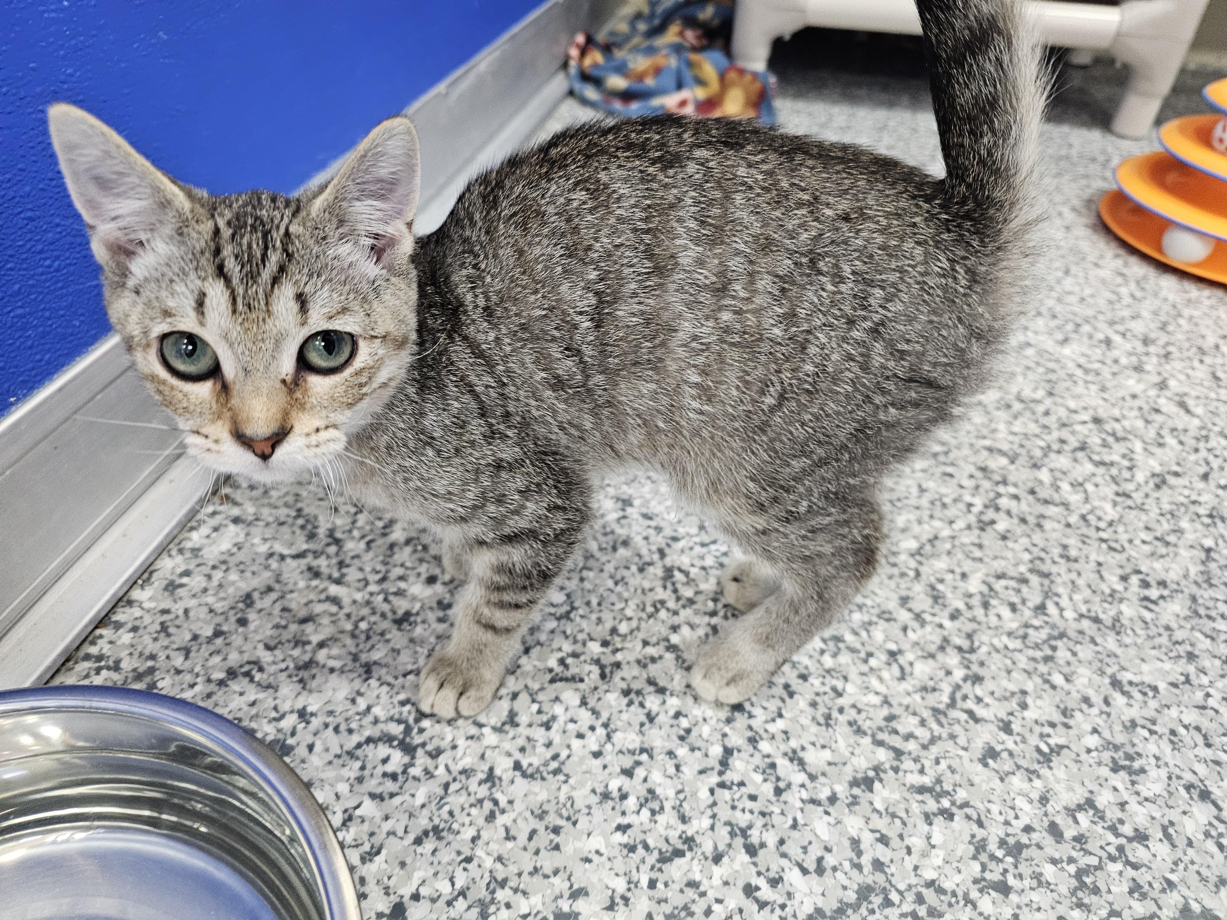 Enlarge Timmy, a Adoptable Domestic Short Hair in Dunkirk, NY image 4/6