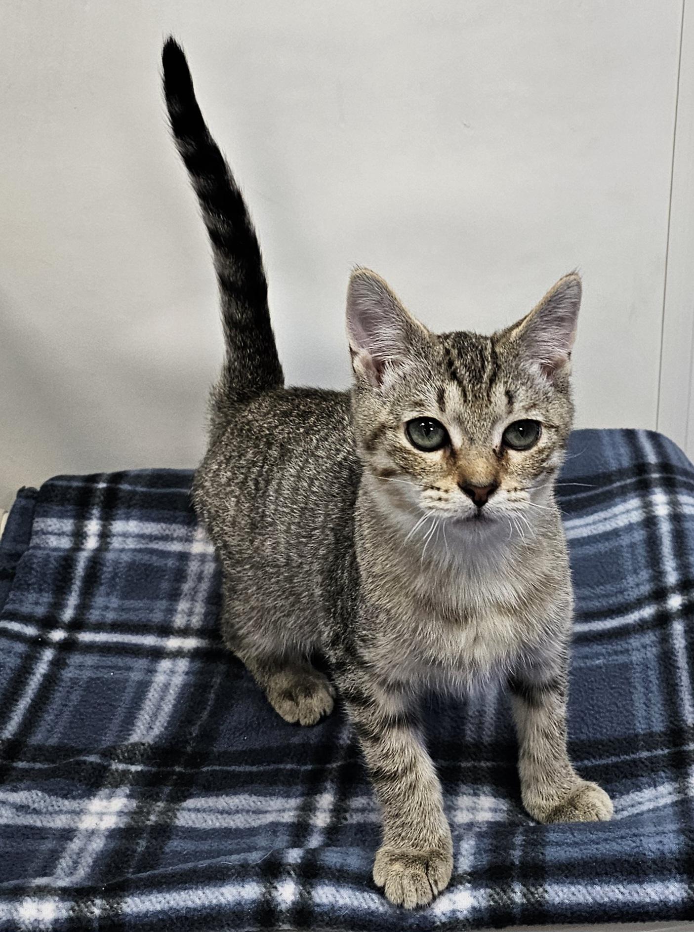 Enlarge Timmy, a Adoptable Domestic Short Hair in Dunkirk, NY image 5/6