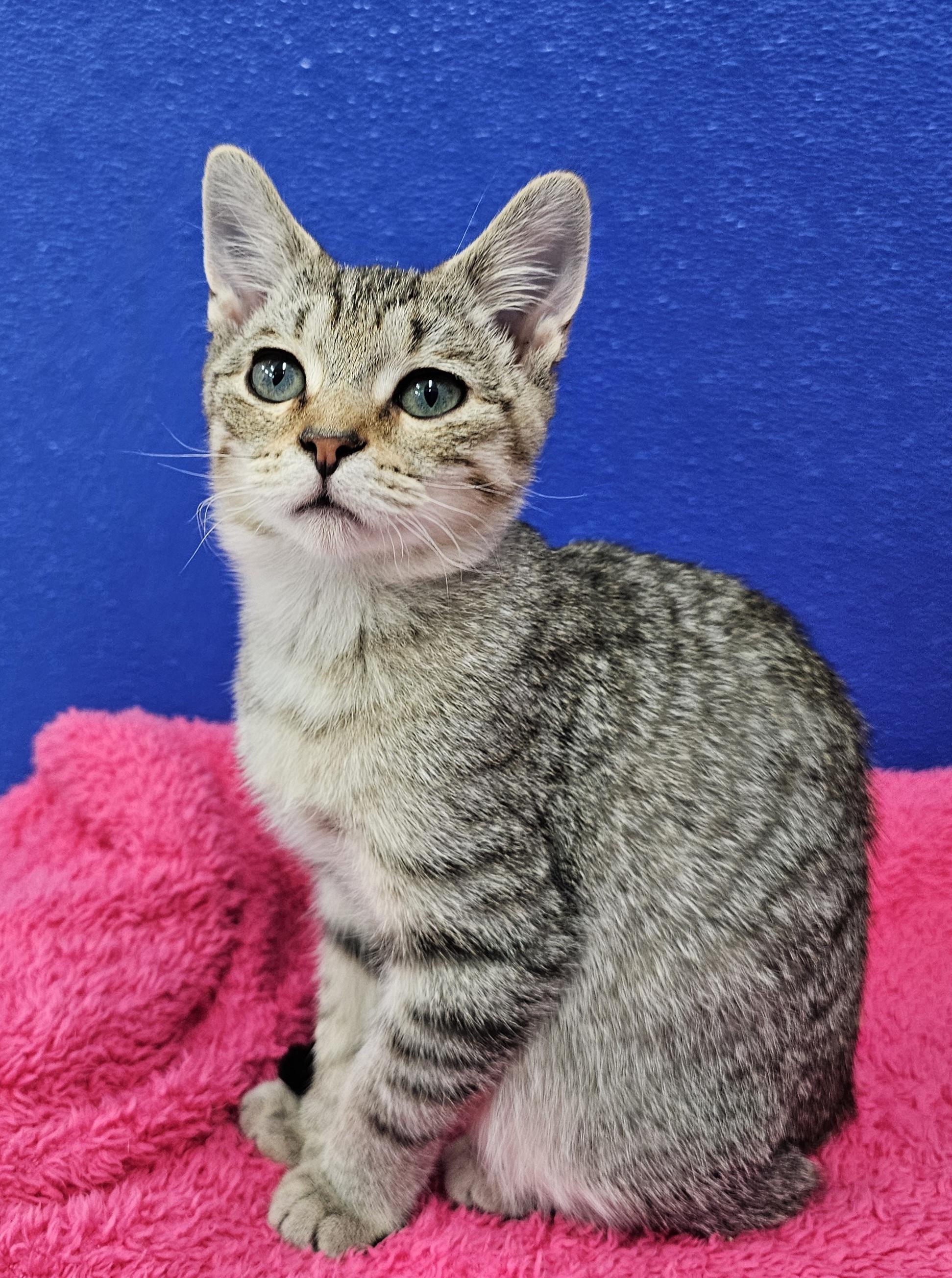 Enlarge Timmy, a Adoptable Domestic Short Hair in Dunkirk, NY image 2/6