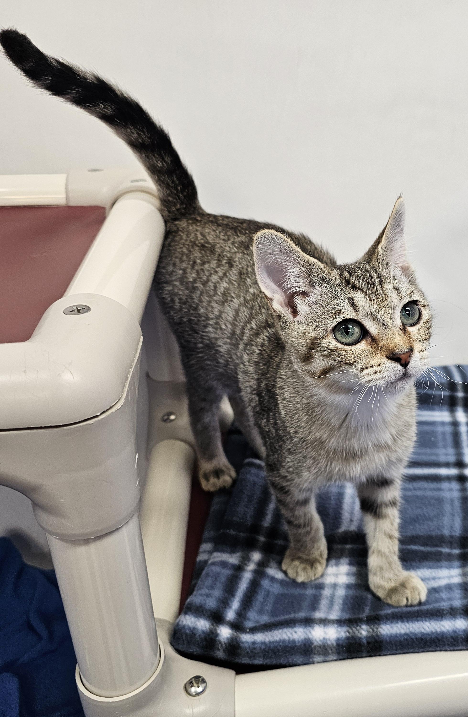 Enlarge Timmy, a Adoptable Domestic Short Hair in Dunkirk, NY image 3/6
