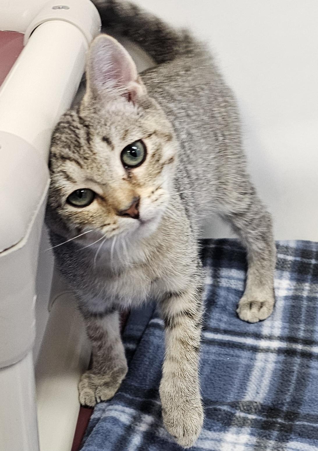Enlarge Timmy, a Adoptable Domestic Short Hair in Dunkirk, NY image 1/6
