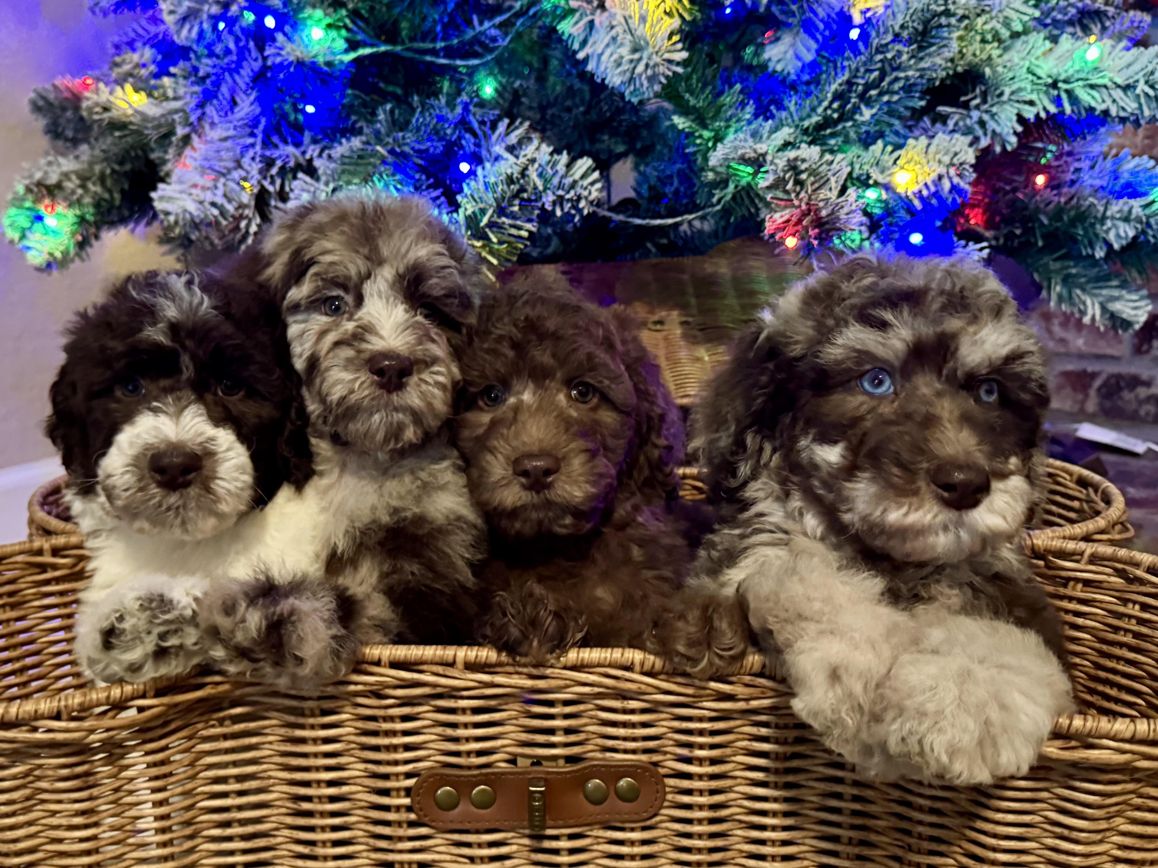 The girls , ADOPTABLE, Puppy Female Labradoodle & Standard Poodle.