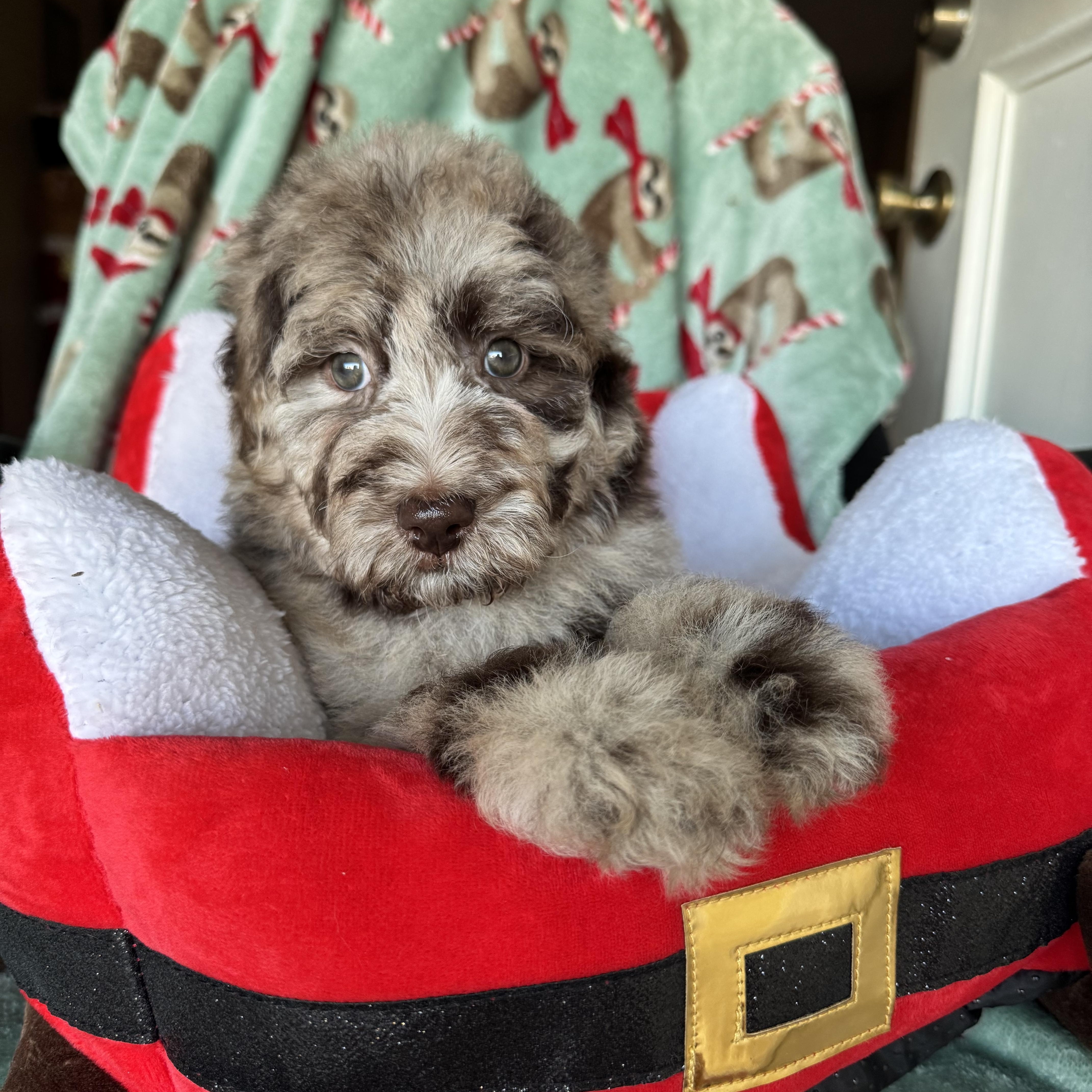 Enlarge The girls , a ADOPTABLE mixed breed in ontario, CA image 5/5