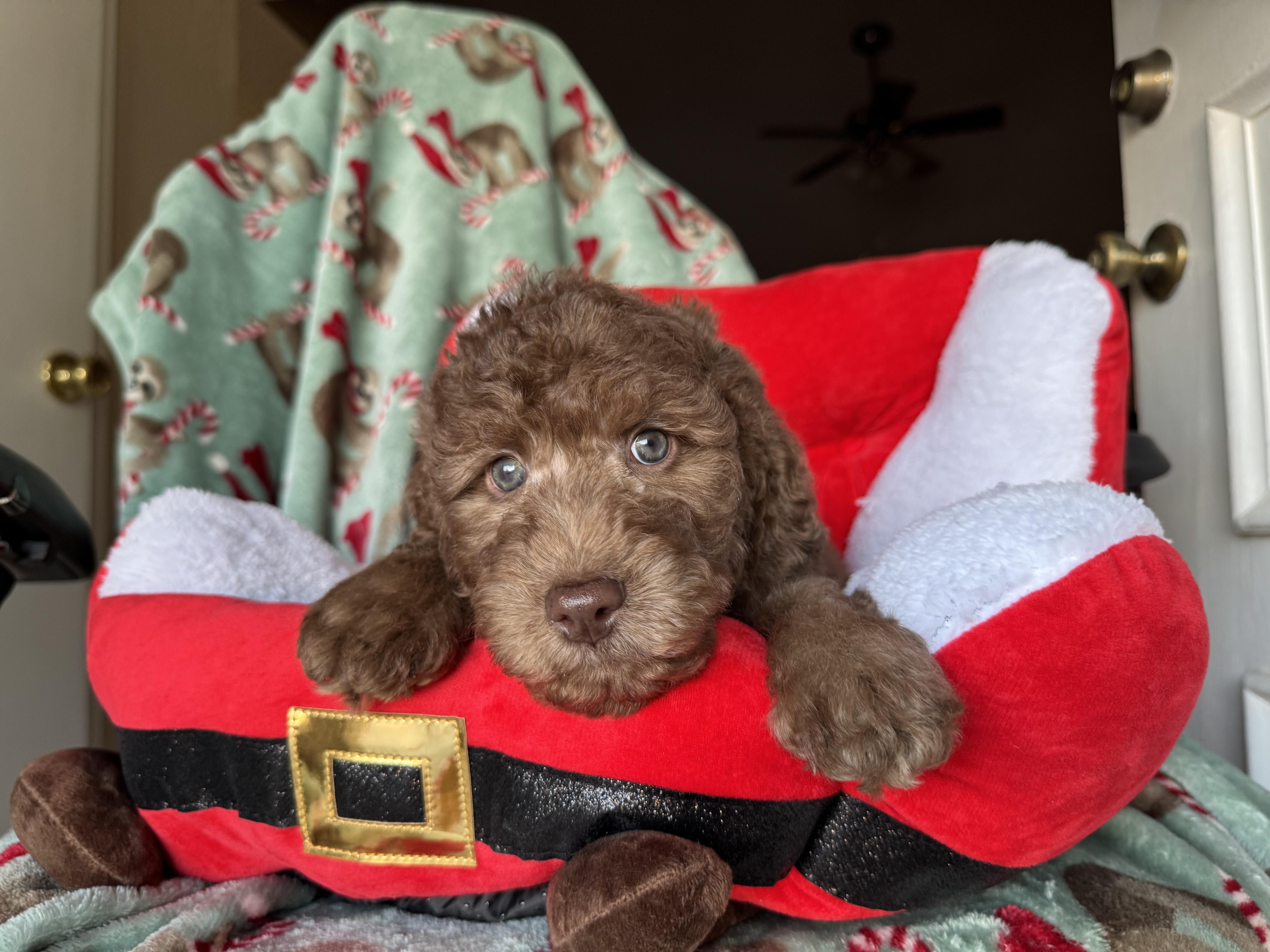 Enlarge The girls , a ADOPTABLE mixed breed in ontario, CA image 2/5