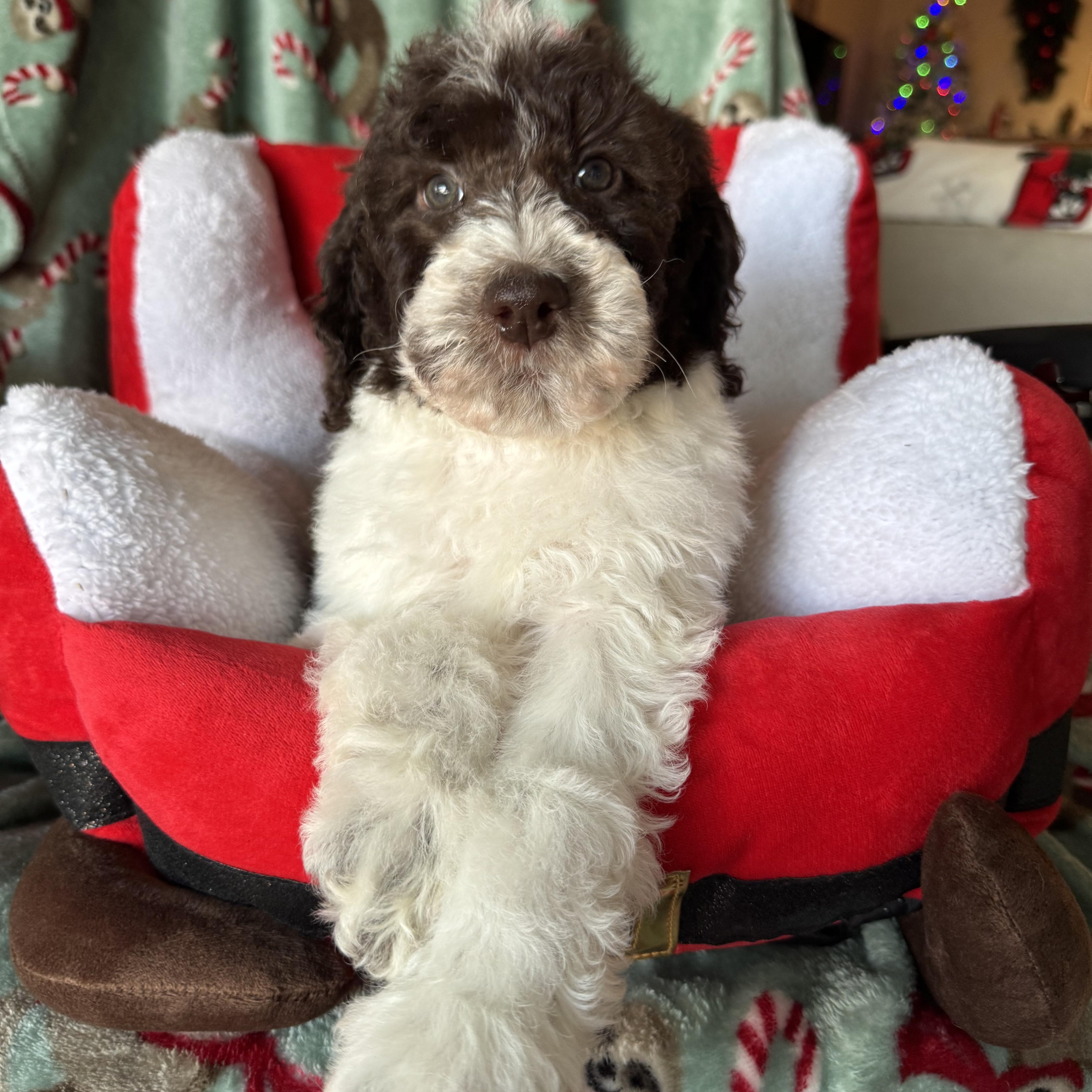 Enlarge The girls , a ADOPTABLE mixed breed in ontario, CA image 4/5