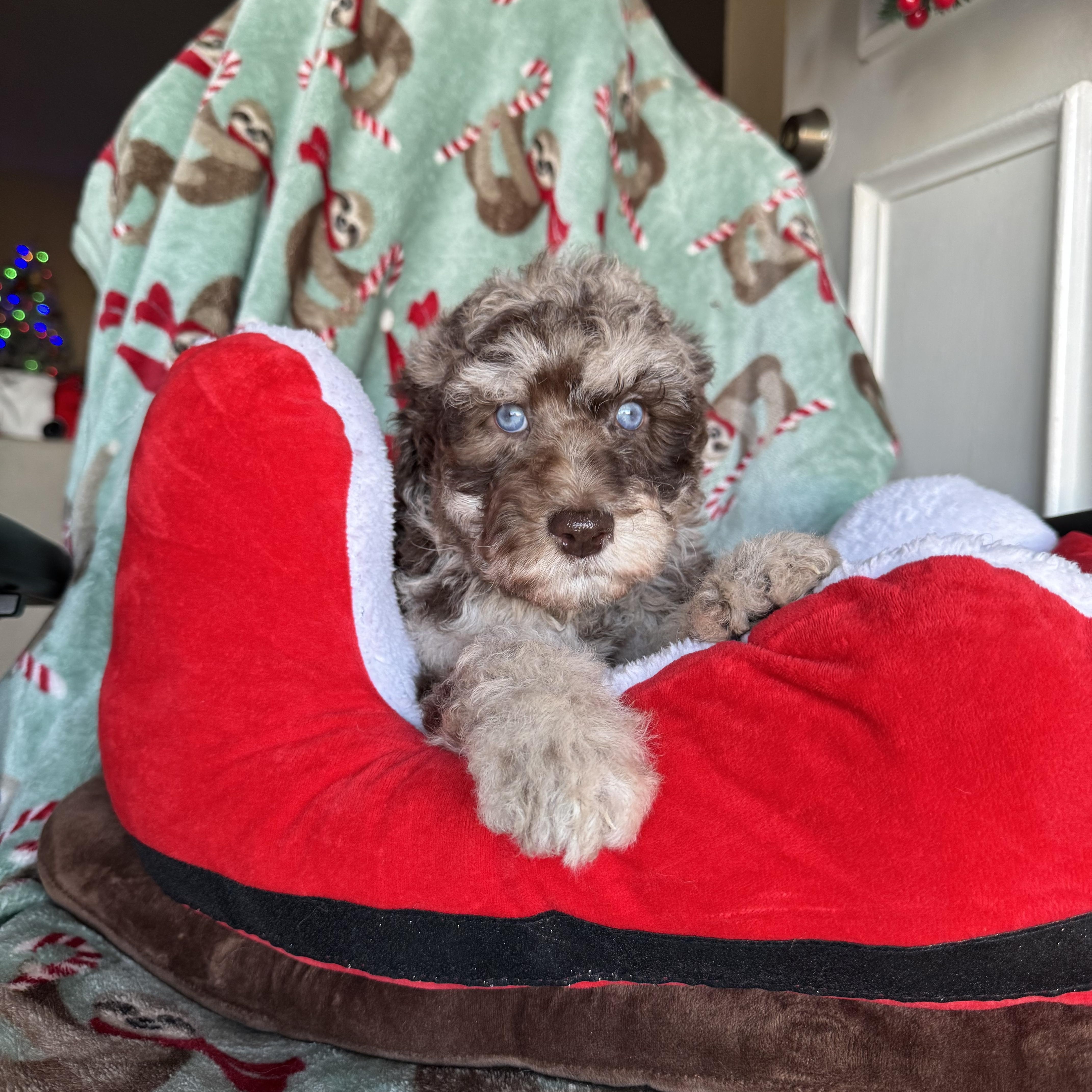 Enlarge The girls , a ADOPTABLE mixed breed in ontario, CA image 3/5