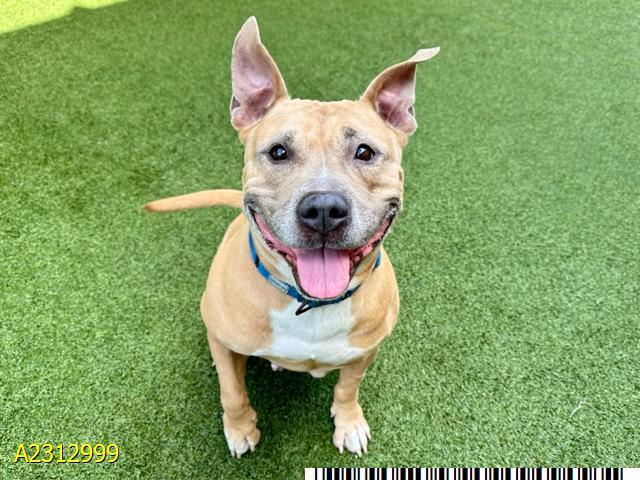 LOVELY, Adoptable, Adult Female Mixed Breed.