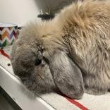 Harvey, adopted, Adult Male Holland Lop.