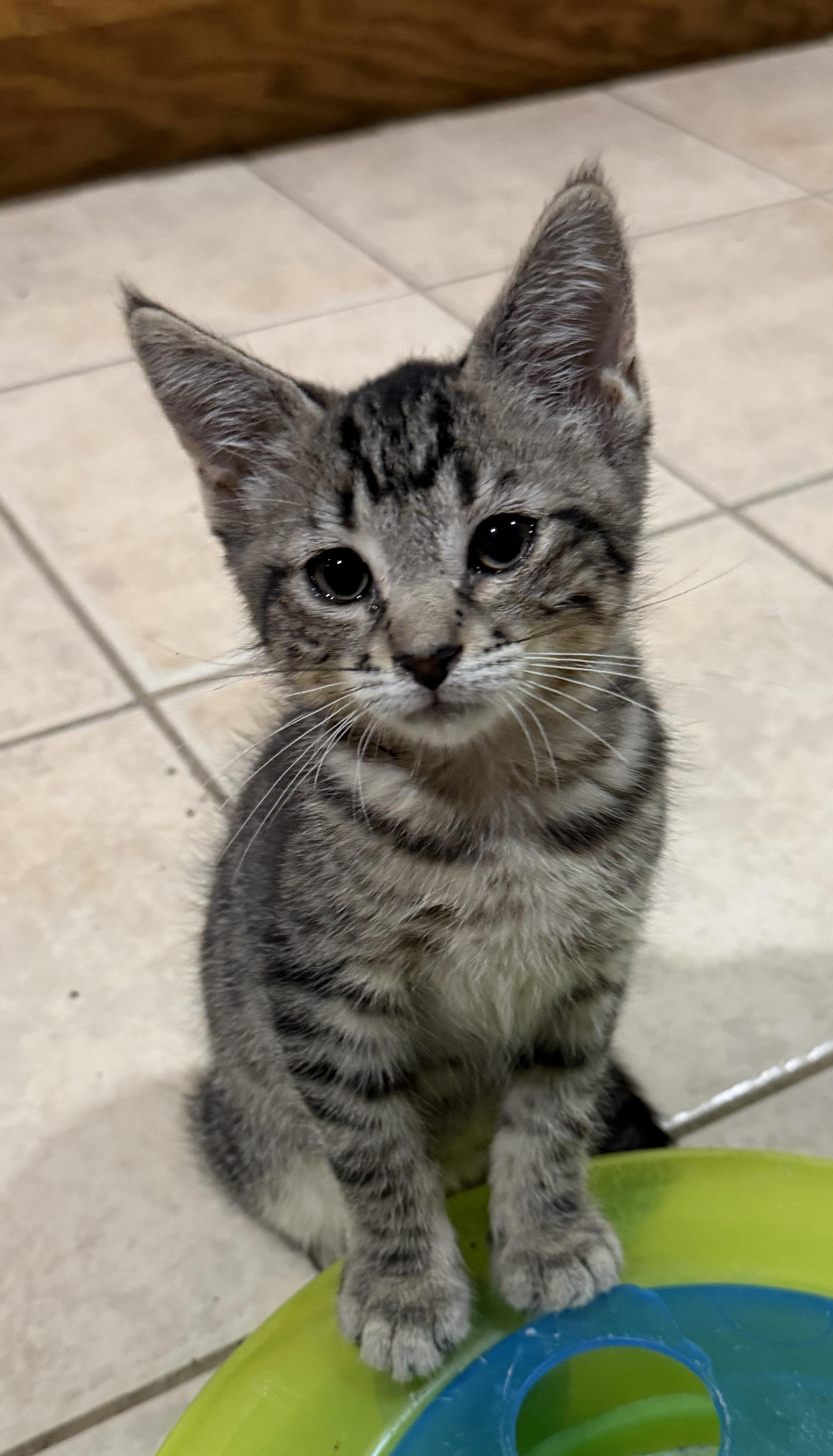Enlarge Catcher, a Adoptable Domestic Short Hair in East Hanover, NJ image 2/2