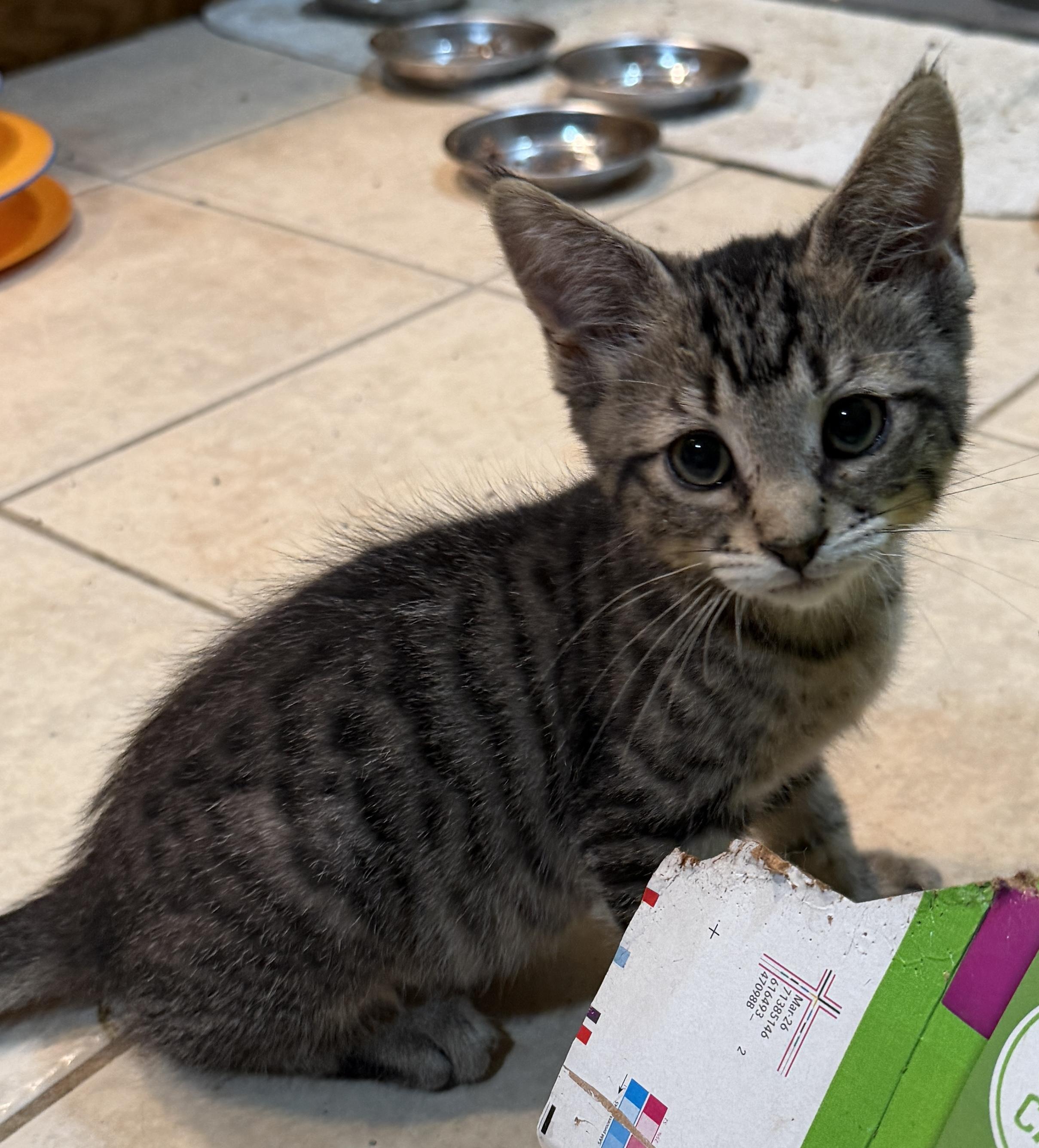 Catcher, Adoptable, Kitten Male Domestic Short Hair.