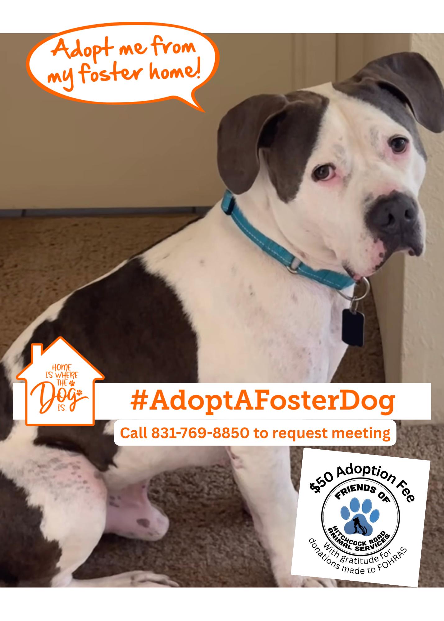 DOM, Adoptable, Adult Male Pit Bull Terrier & American Bulldog.