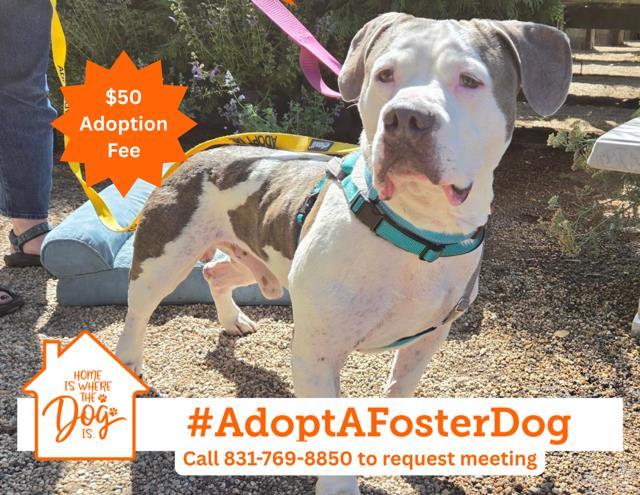 DOM, Adoptable, Adult Male Pit Bull Terrier & American Bulldog.