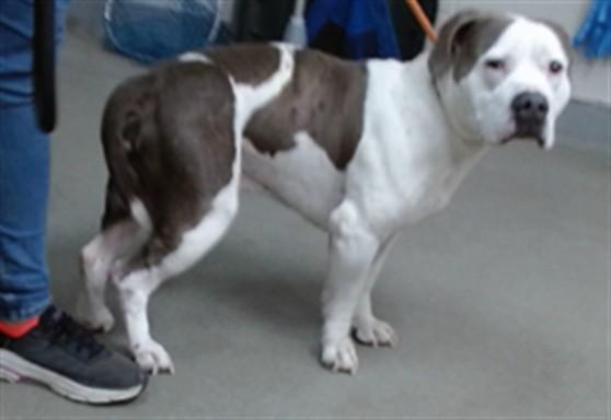 Enlarge DOM, a Adoptable mixed breed in Salinas, CA image 1/1