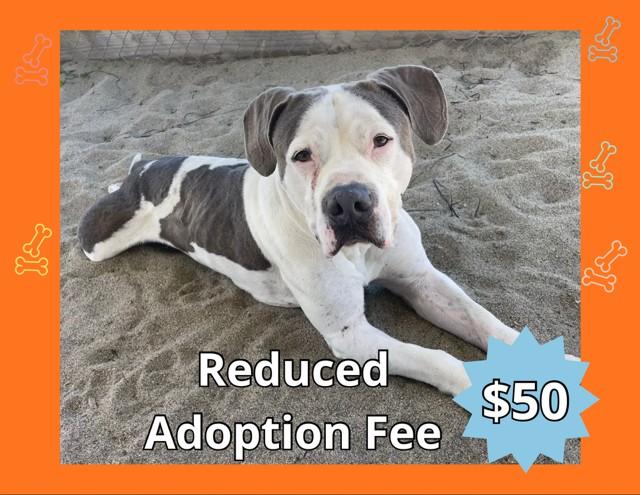 DOM, Adoptable, Adult Male Pit Bull Terrier & American Bulldog.