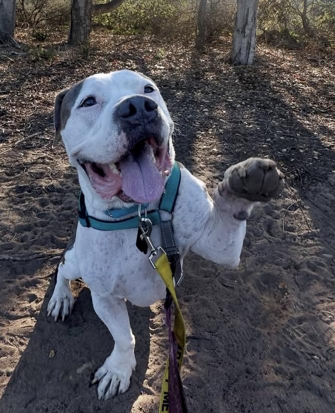Enlarge DOM, a Adoptable mixed breed in Salinas, CA image 2/6