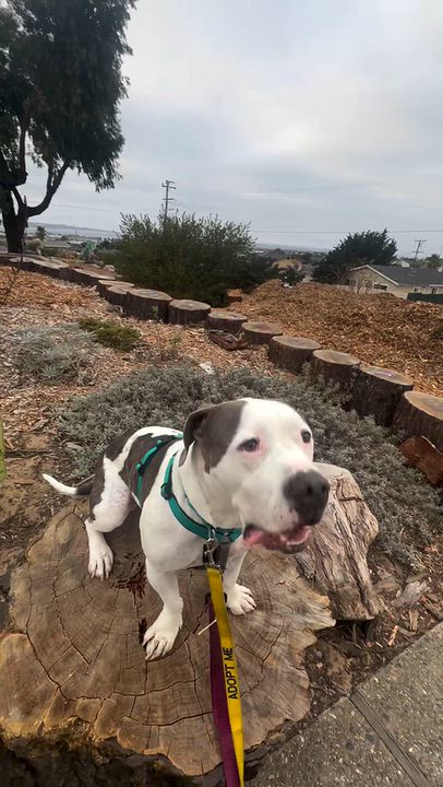 Enlarge DOM, a Adoptable mixed breed in Salinas, CA video 6/6