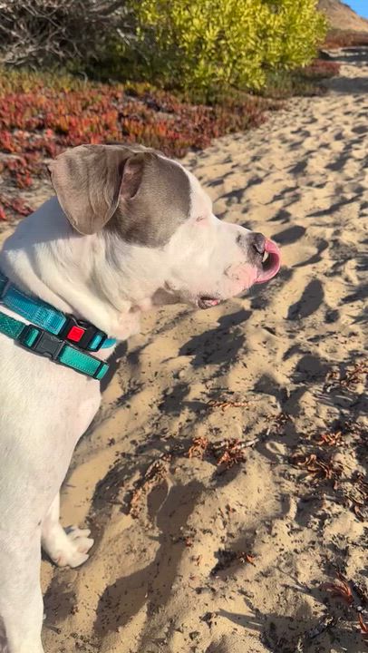 Enlarge DOM, a Adoptable mixed breed in Salinas, CA video 3/6