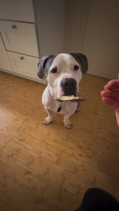 Enlarge DOM, a Adoptable mixed breed in Salinas, CA video 4/6