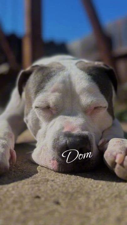 Enlarge DOM, a Adoptable mixed breed in Salinas, CA video 5/6