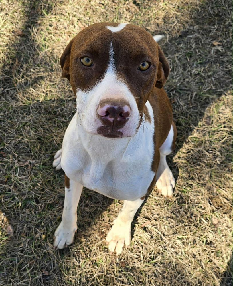Enlarge Starry, a Adoptable mixed breed in Wolcott, CT image 1/6