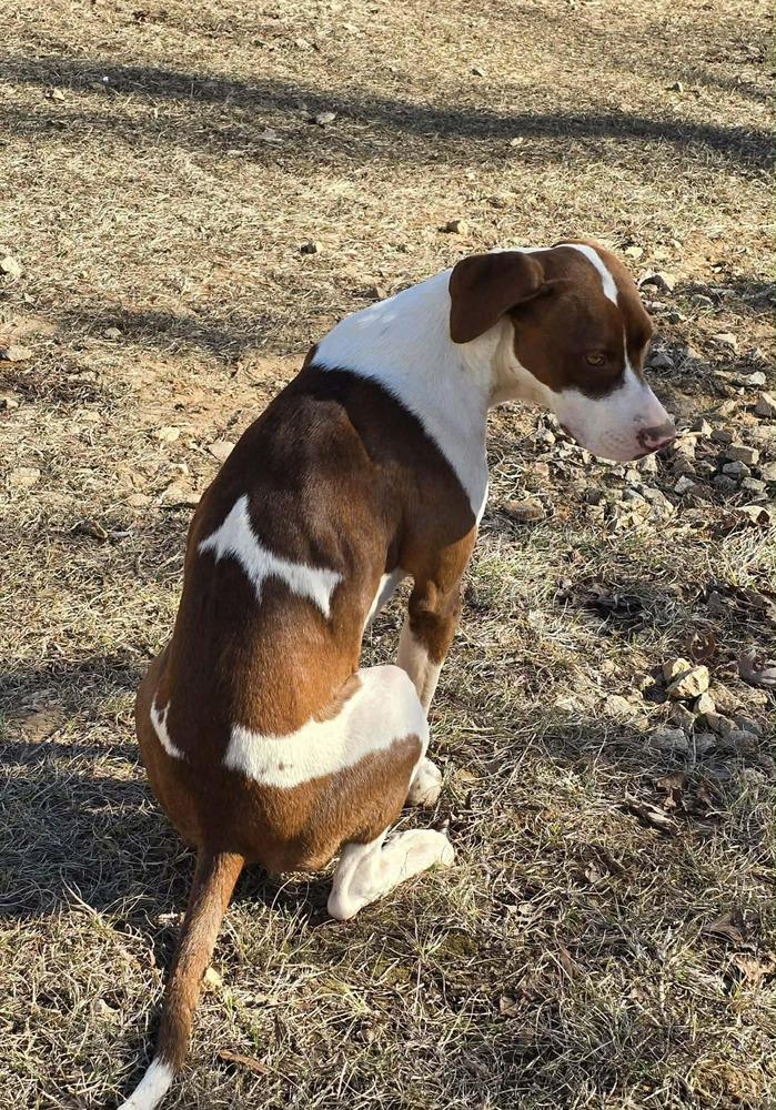 Enlarge Starry, a Adoptable mixed breed in Wolcott, CT image 2/6