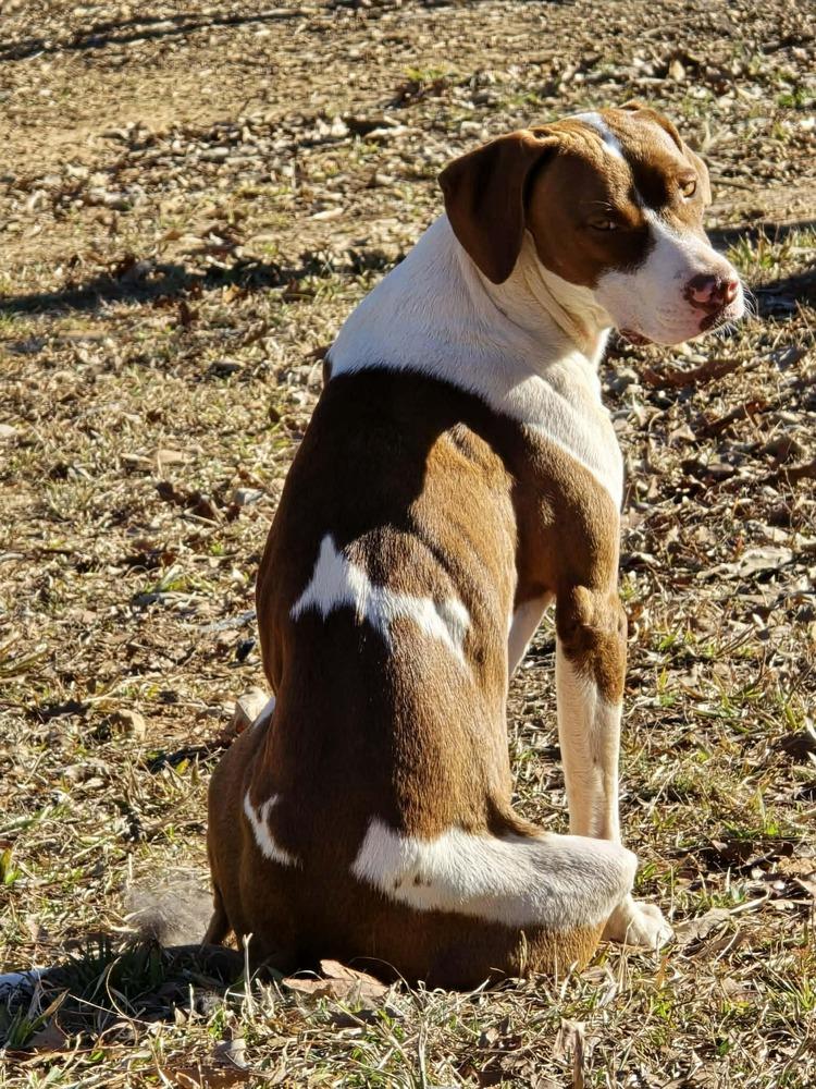 Enlarge Starry, a Adoptable mixed breed in Wolcott, CT image 3/6