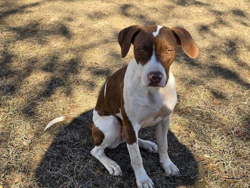 Enlarge Starry, a Adoptable mixed breed in Wolcott, CT image 5/6