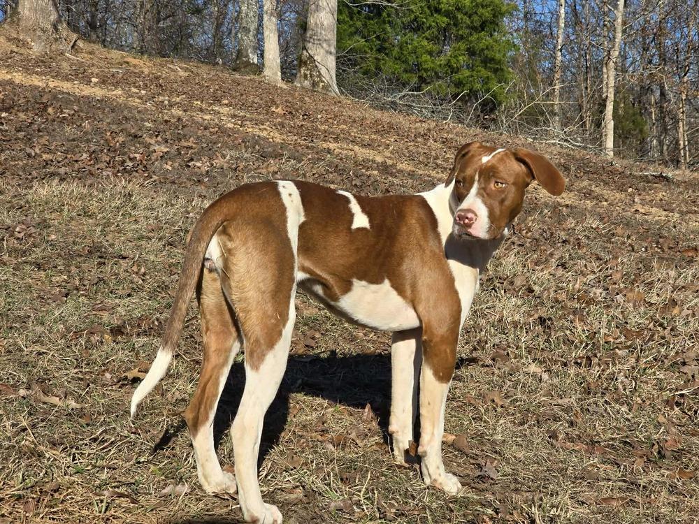 Enlarge Starry, a Adoptable mixed breed in Wolcott, CT image 6/6