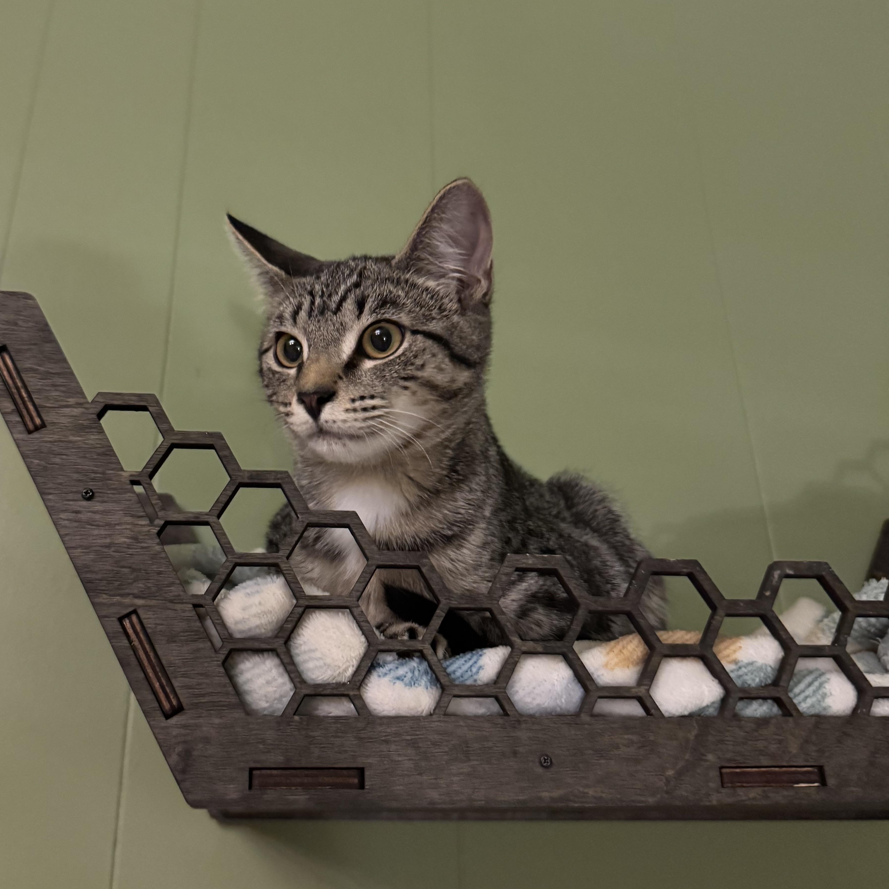 Enlarge Lennox, a Adopted Domestic Short Hair in Mount Holly, NC image 1/4