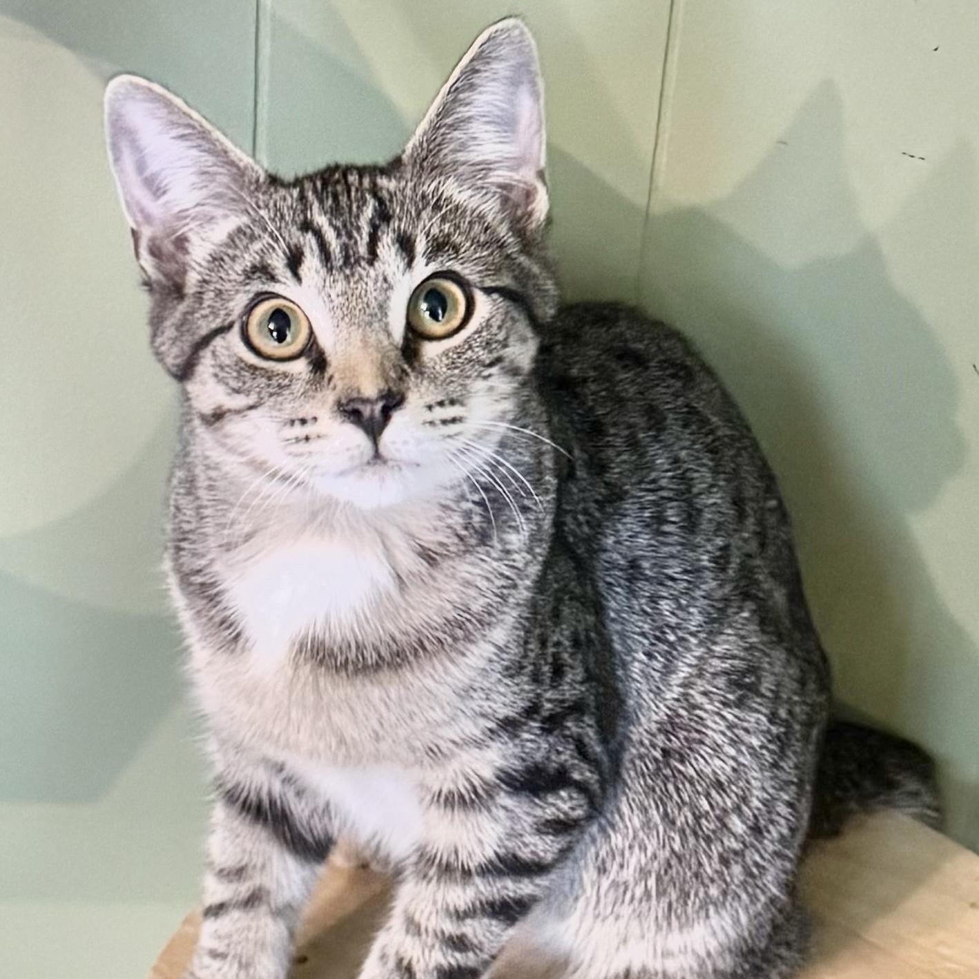 Enlarge Lennox, a Adopted Domestic Short Hair in Mount Holly, NC image 4/4