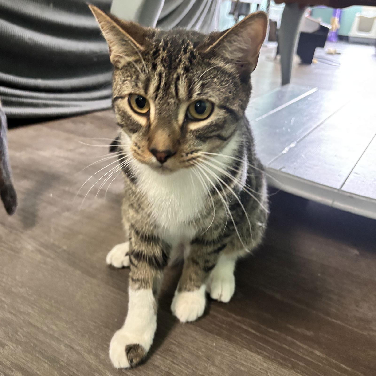 Raspberry Jelly, Adoptable, Kitten Male Domestic Short Hair.