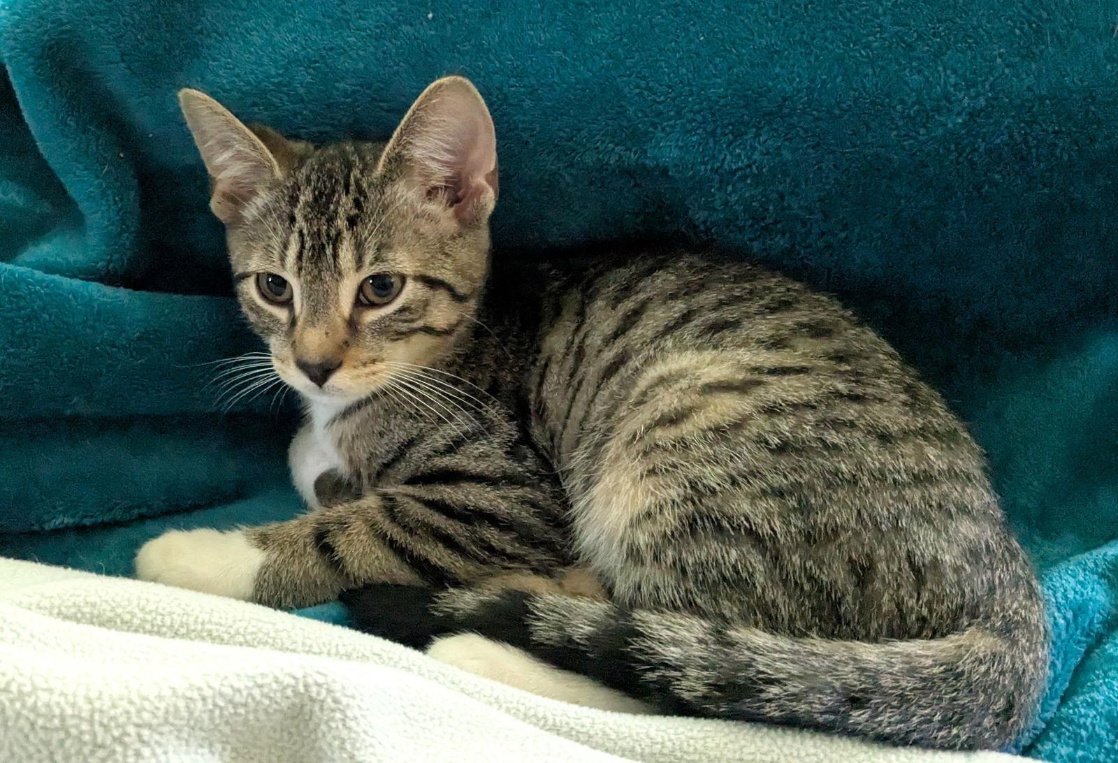 Raspberry Jelly, a Adoptable Domestic Short Hair in Rochester, NY image 1/3